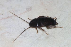 1024px-cockroach_may_2007-1